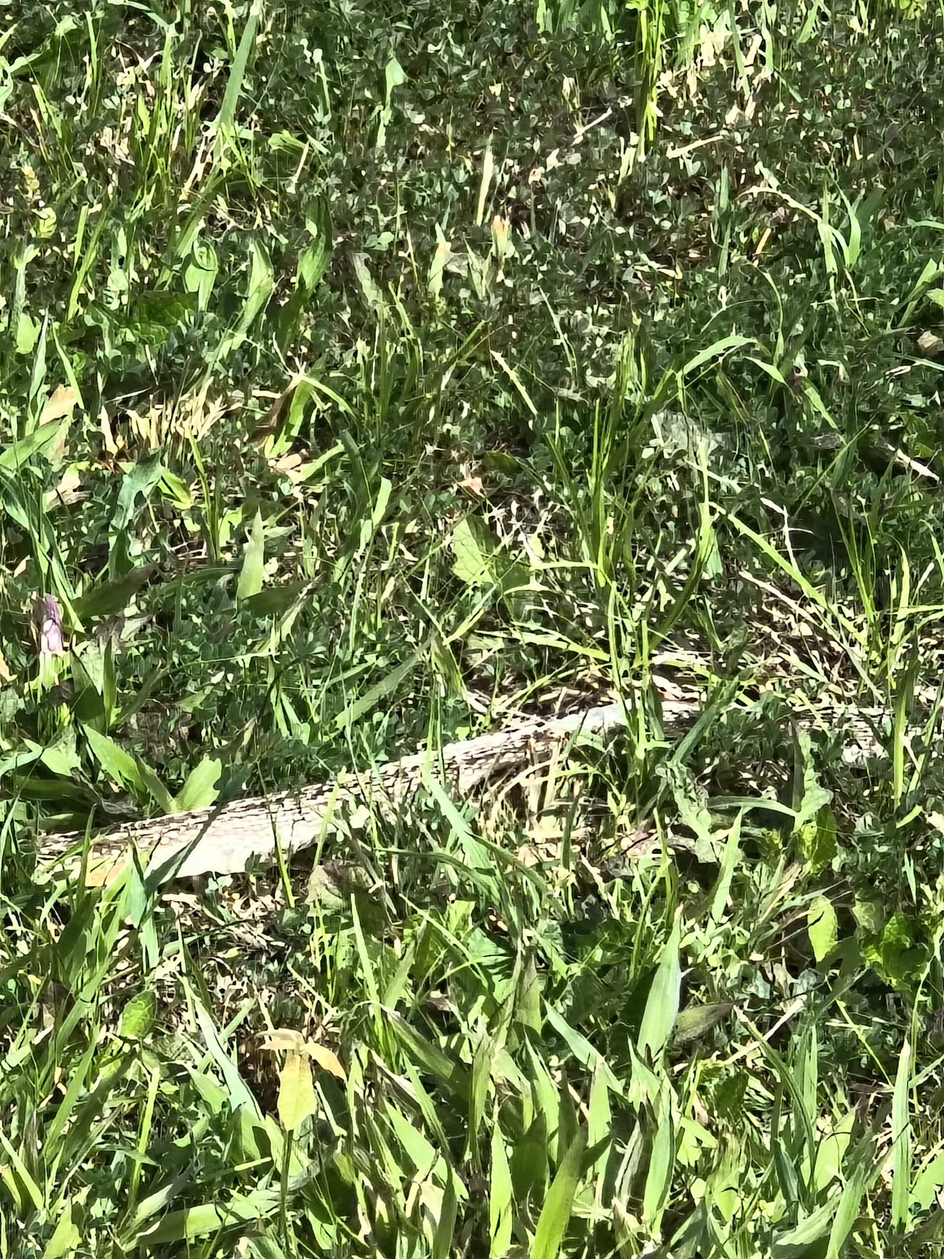 Shed snakeskin in grass 20 yards from boondocking RV office in Tennessee